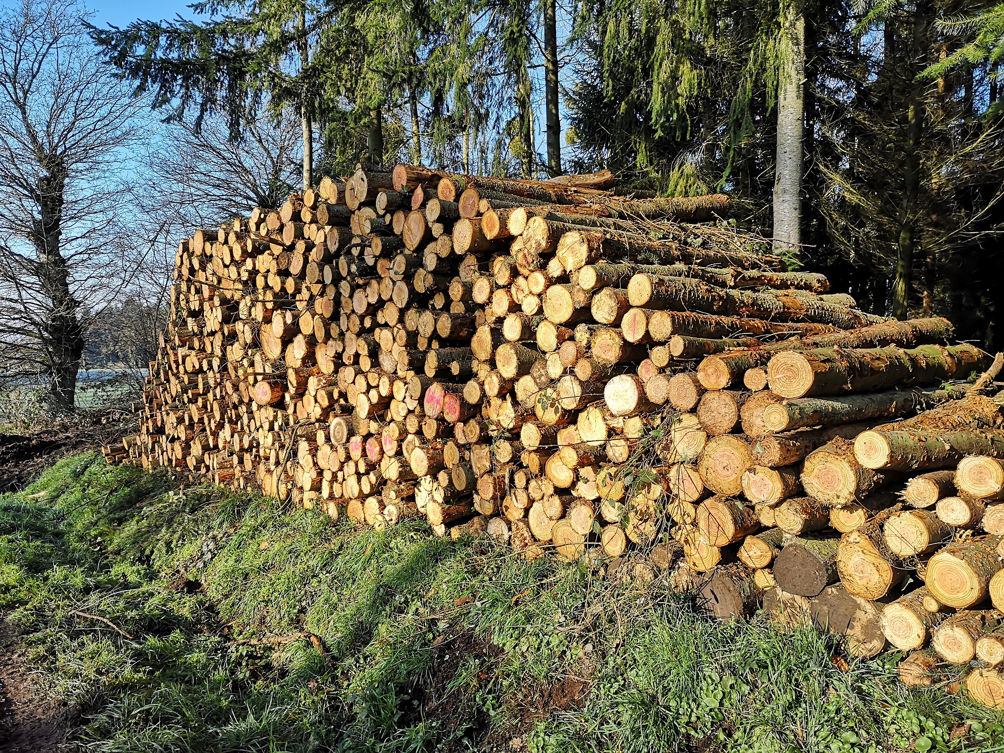 Pile de bois